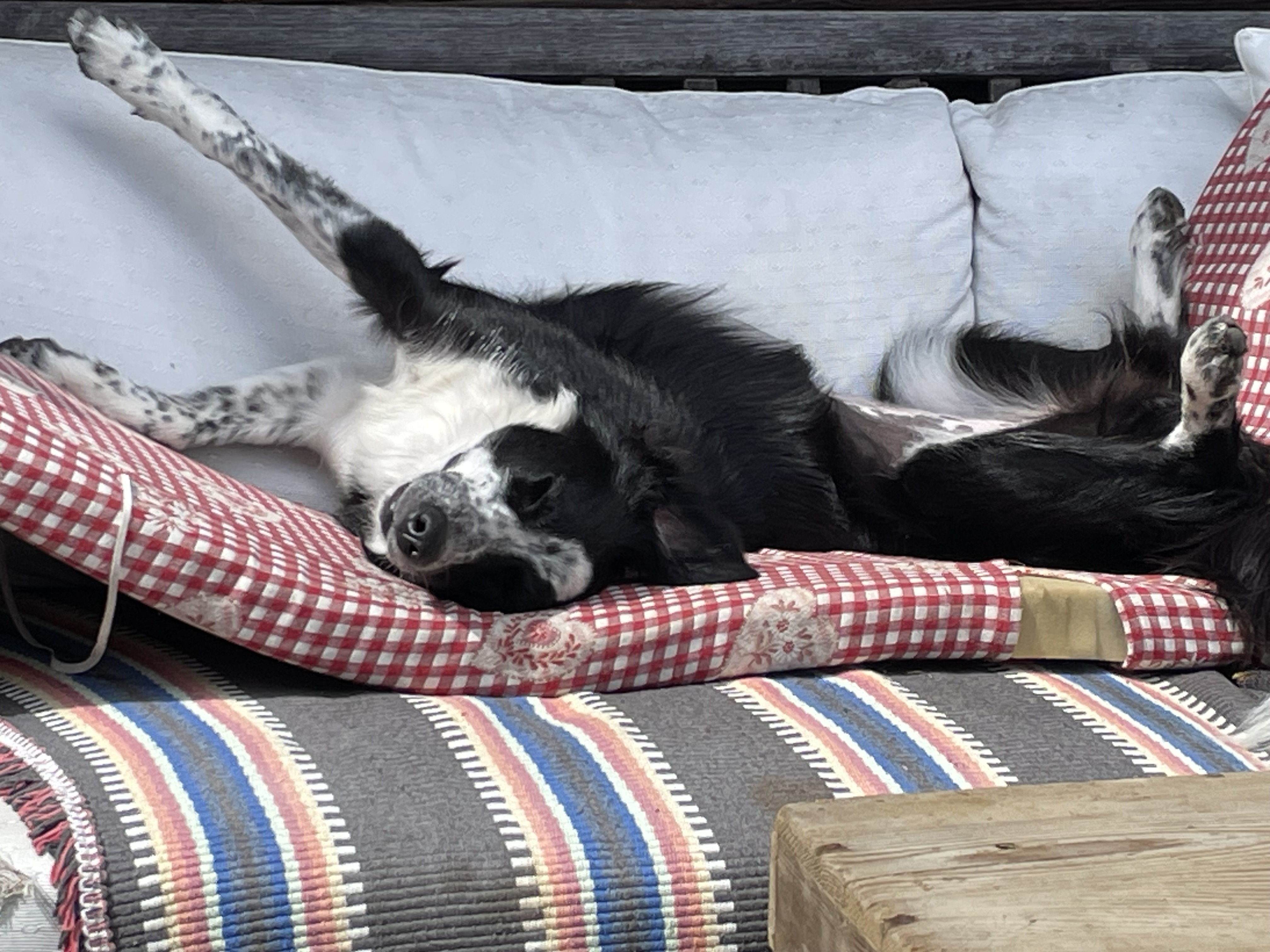 Avec Poppy Border Collie & Jeune Chien de Sauvetage en Formation